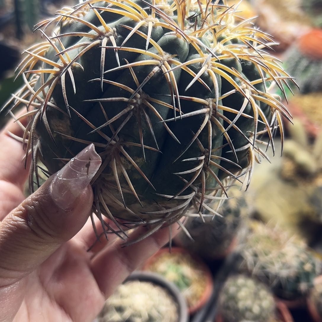 天平瑕疵福利仙人球111111111