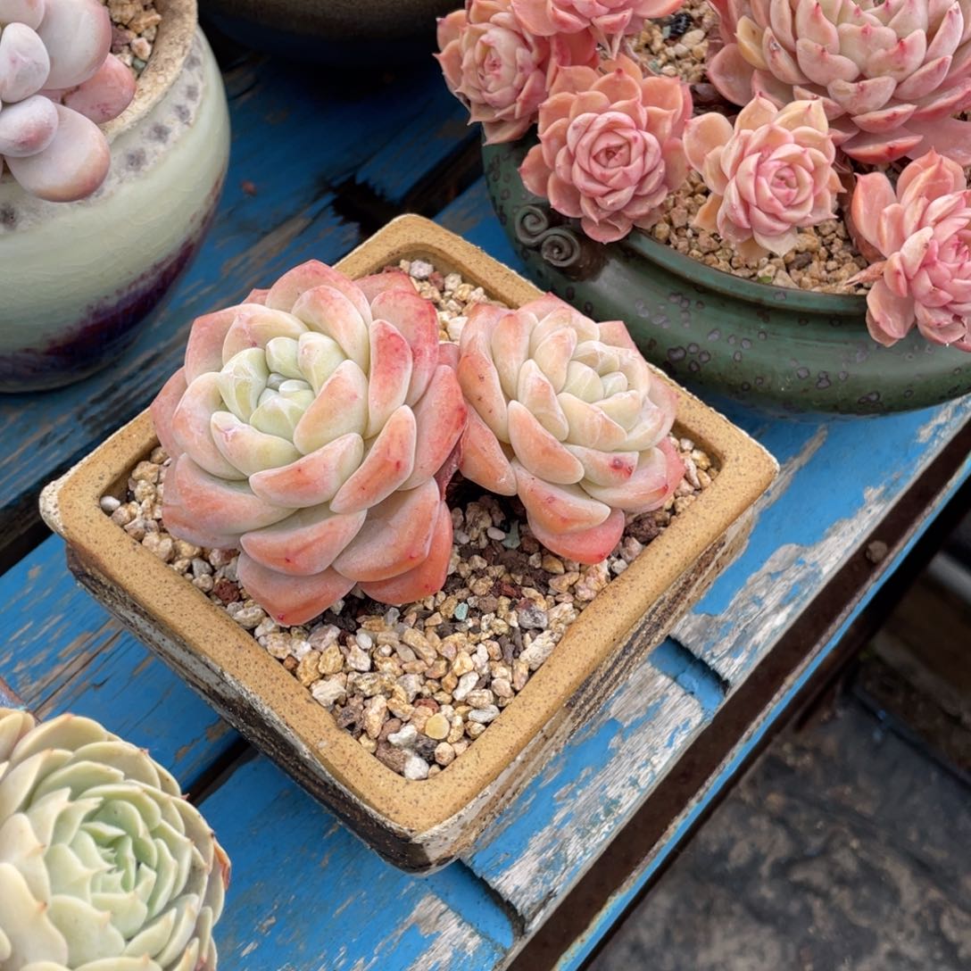 豆总多肉冰玉双头