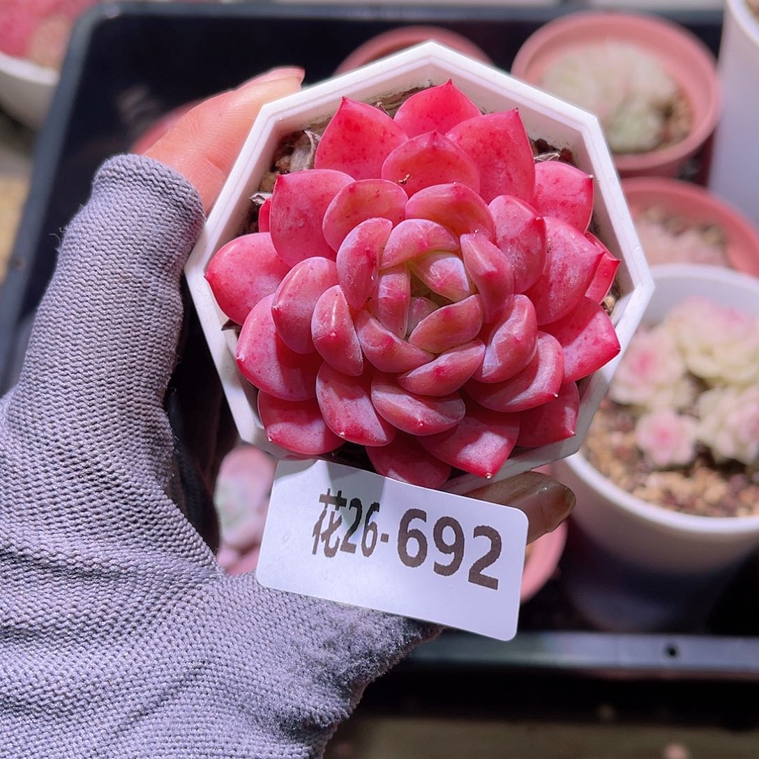 花26-692精选糖心