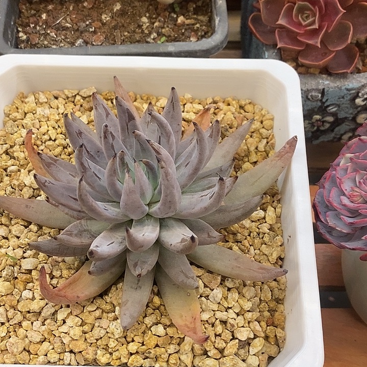 多肉植物肉肉植物