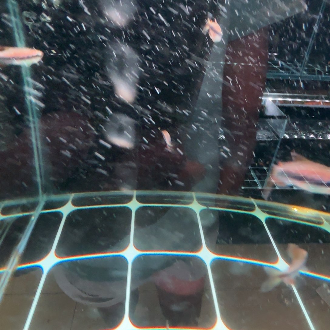 海水皇后凯莉鱼一条