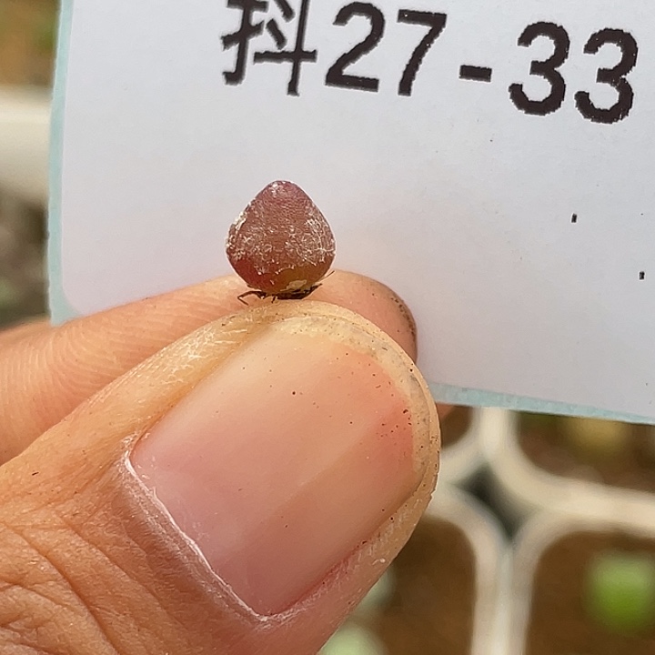 27-33小哈默灯泡肉锥