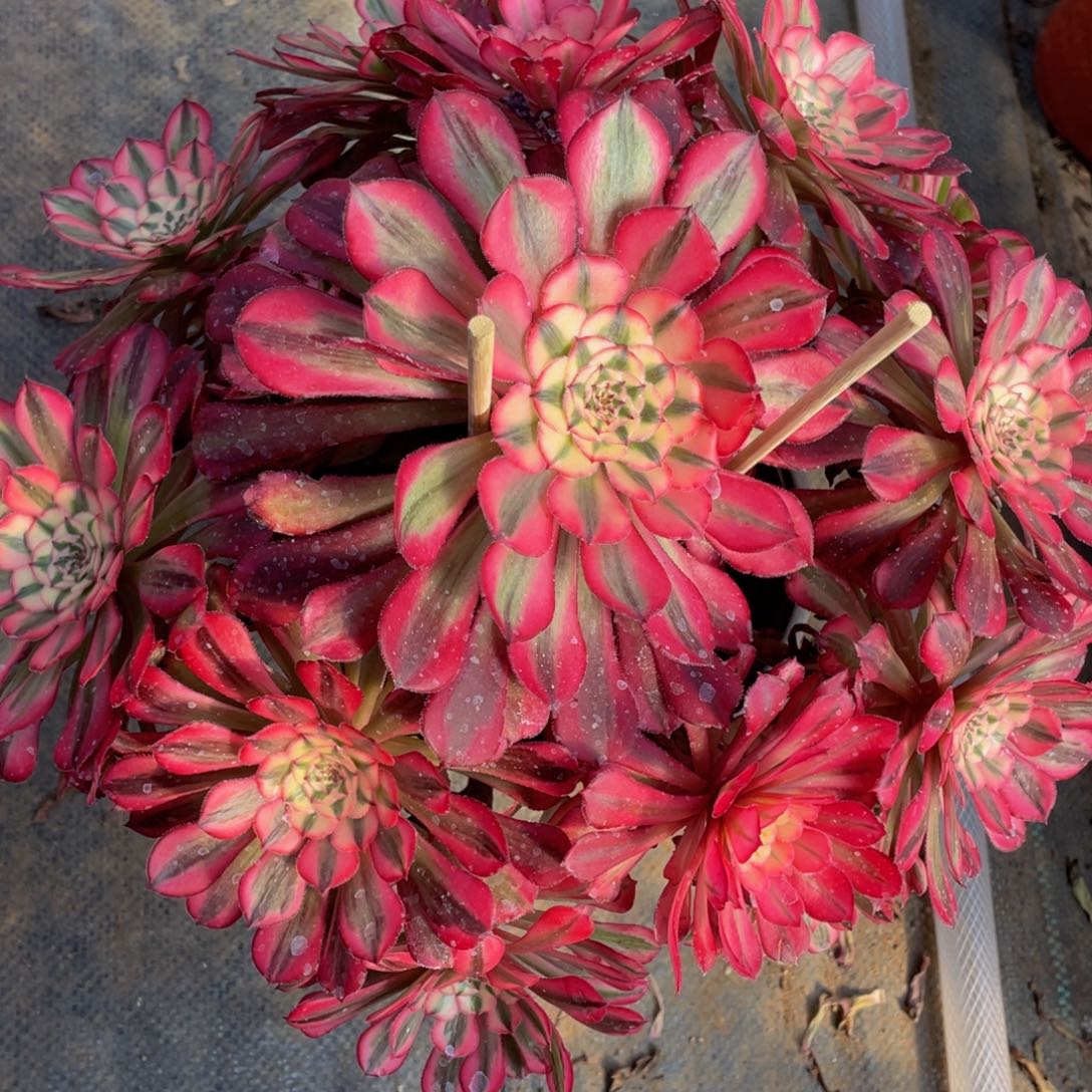 448红铜白精品法师多肉