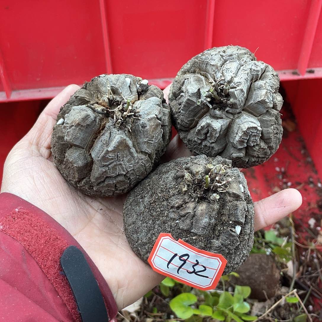 龟甲龙一物一拍1932号3颗