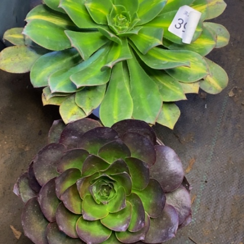 两盆多肉植物3933