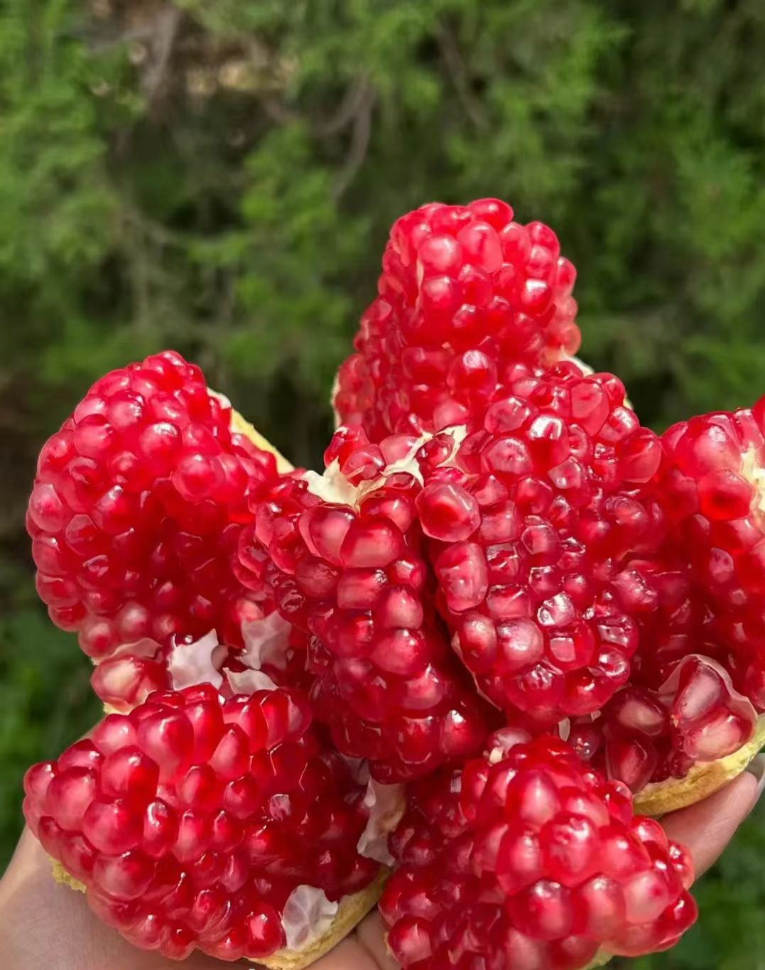 (申通快递）云南突尼斯软籽石榴新鲜当季水果