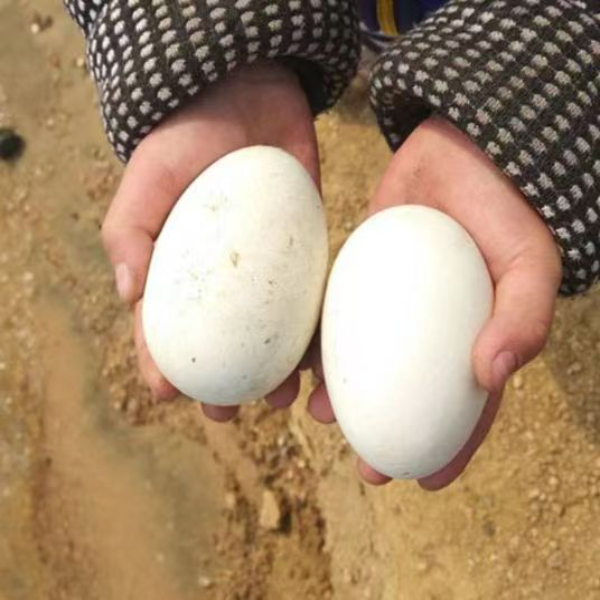 土鹅蛋 拍6枚送6枚，到手12枚 当天现捡现发 保证新鲜