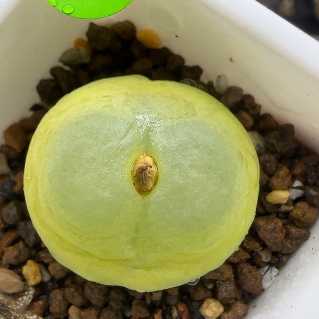 拉登2.2多肉植物687