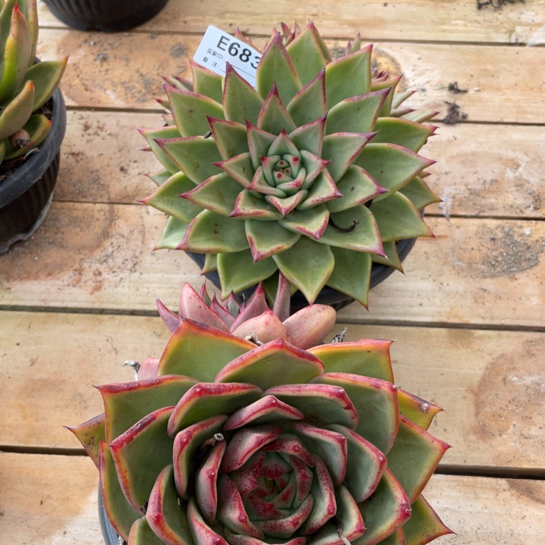 无花朵若如东云组拍E683