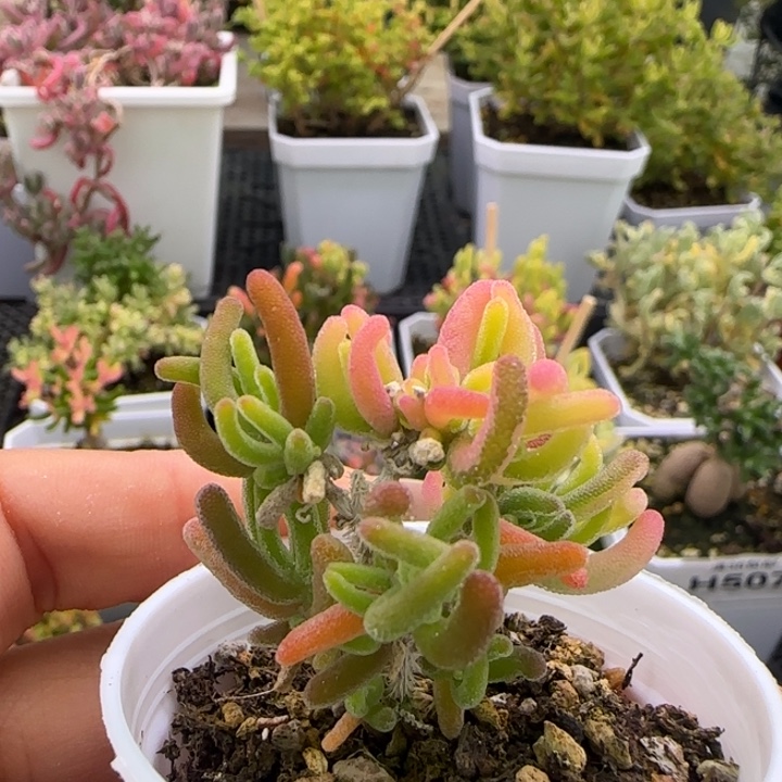 525-荧光兔阴阳锦