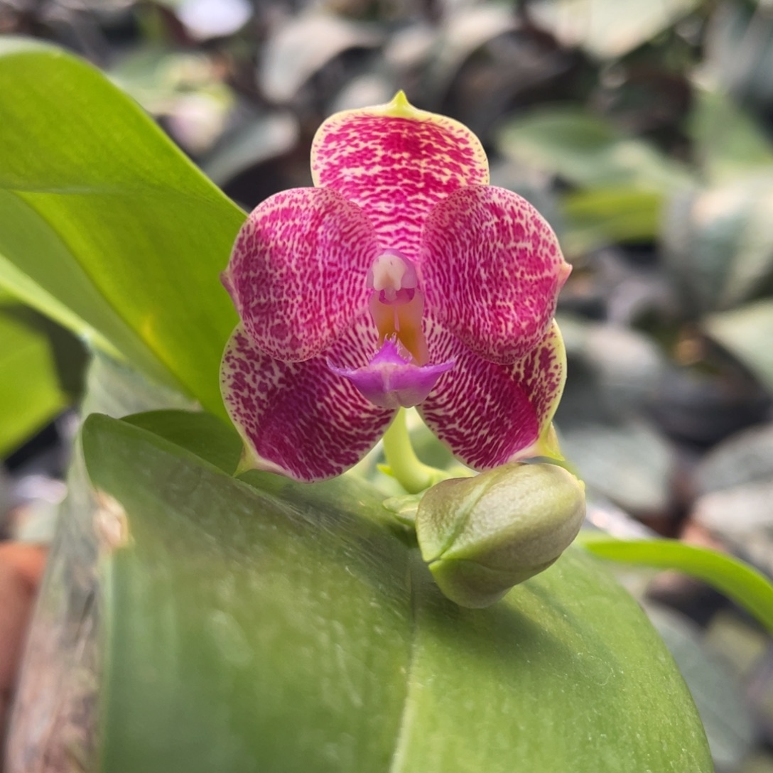 完全开放11111111111