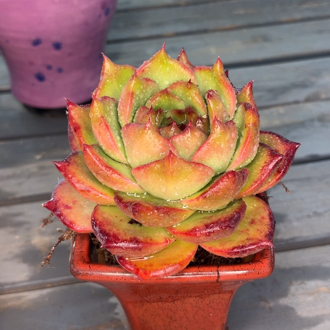 多肉一物一拍0311-128