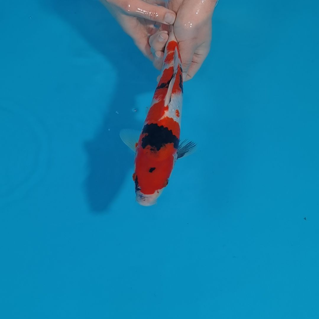 锦鲤昭和锦鲤0002