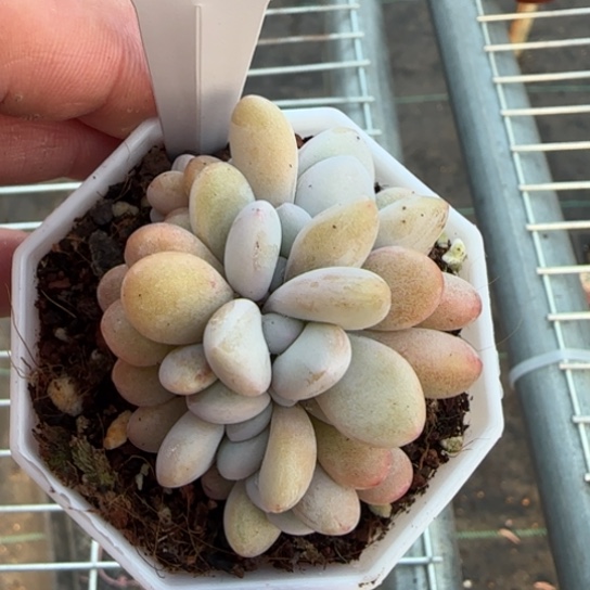 168粉兔缀一物一拍多肉