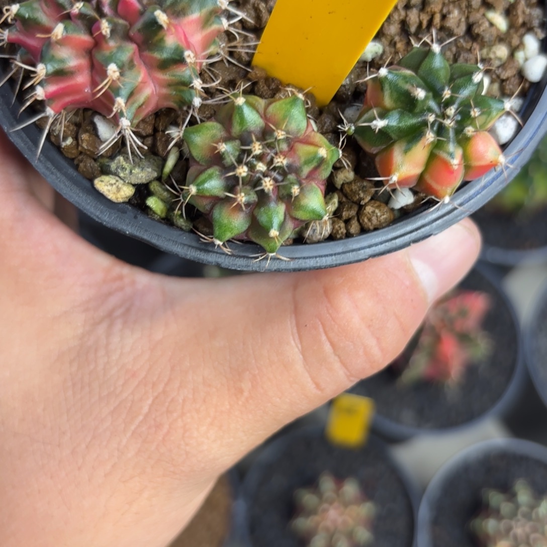 266-1225泰国发货多肉