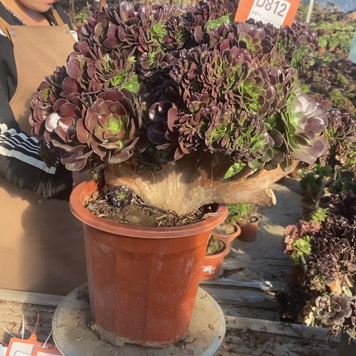肉***嘟d812欧紫缀化老桩处理断枝