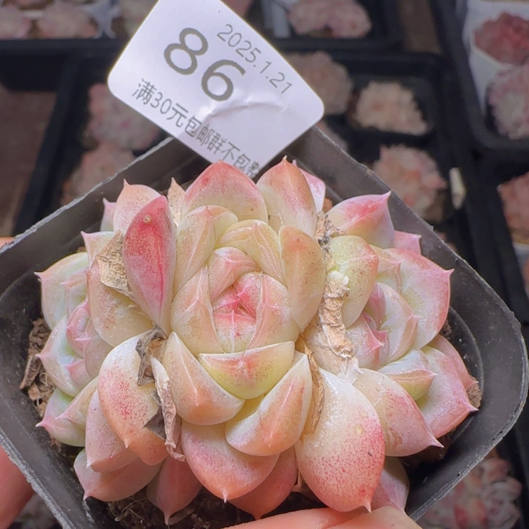 白桃汽水三头朵朵一颗