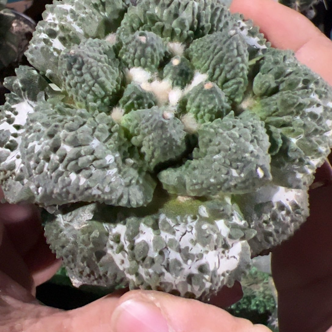 怒涛牡丹仙人球938