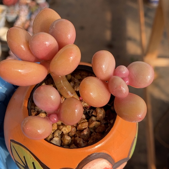 彩虹奶酪杂交多肉