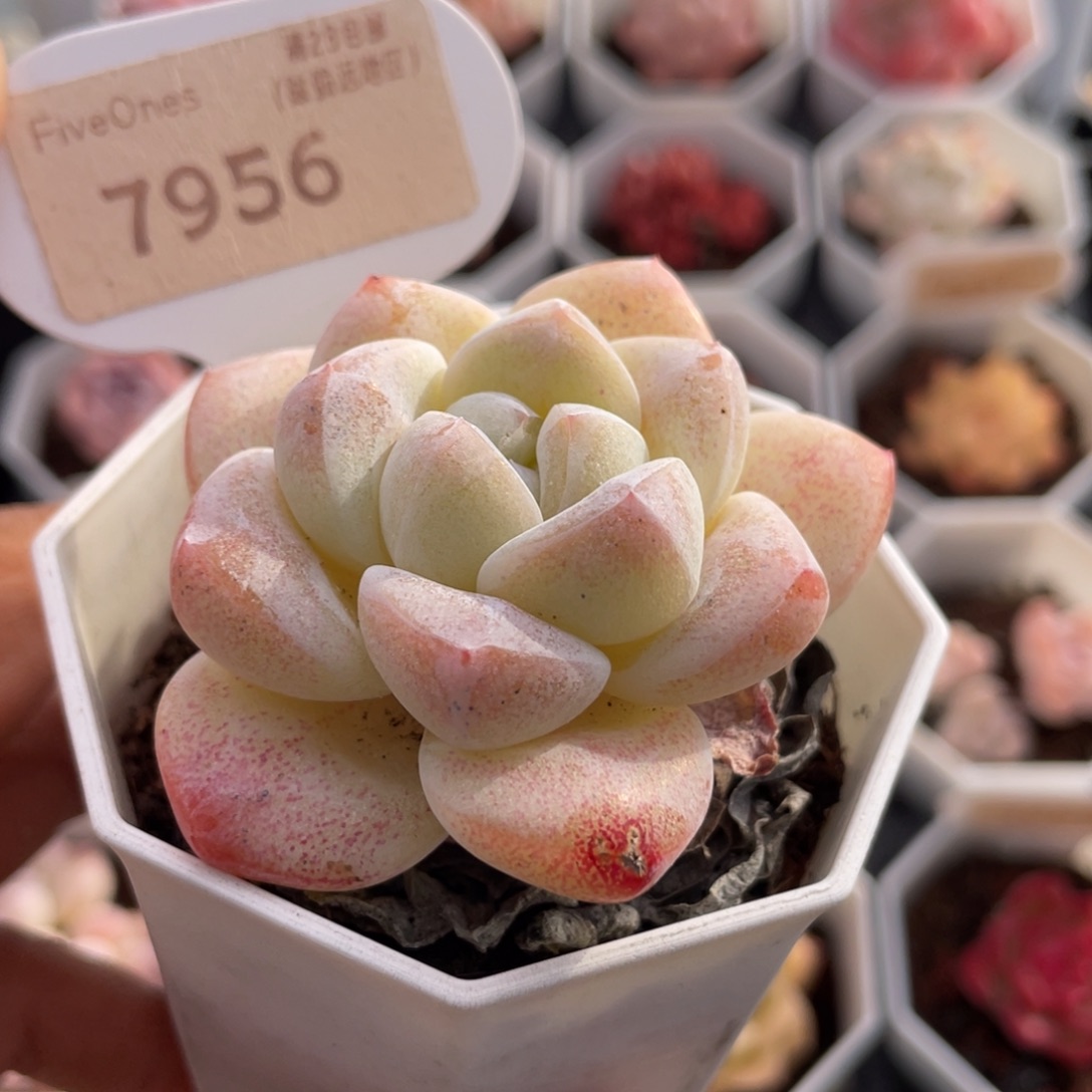 奶油冰玉7956-5.0厘米