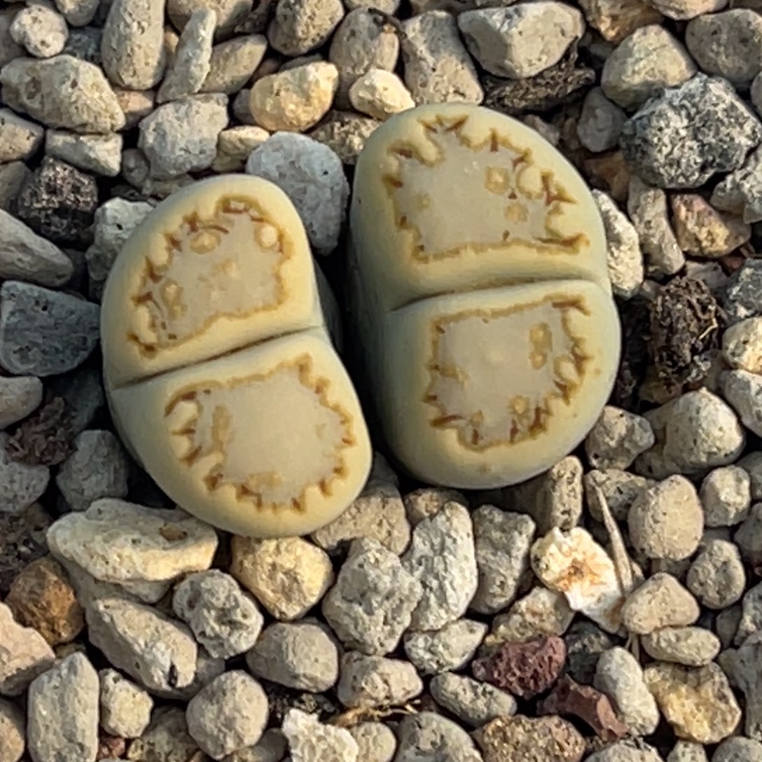 8822糖霜黄绿饼干一颗