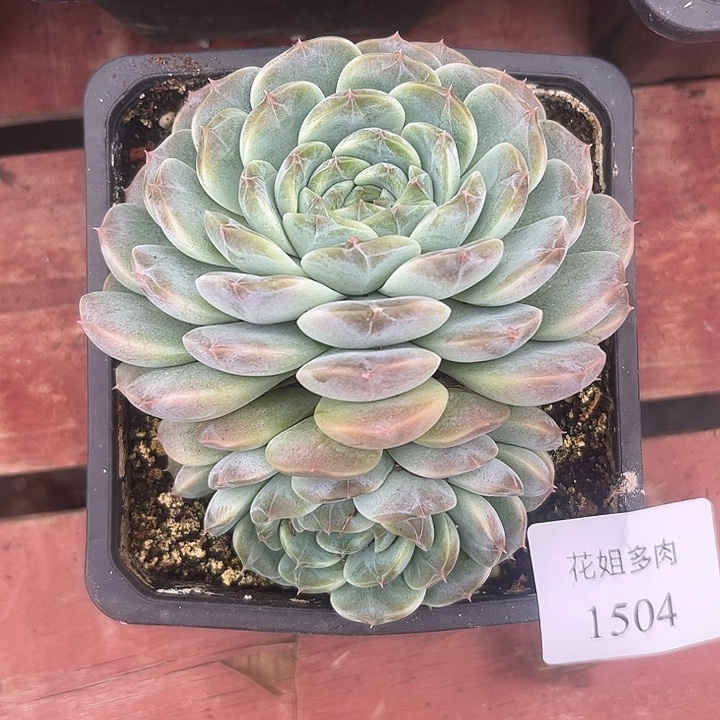 苹***仔1504一颗8888888888