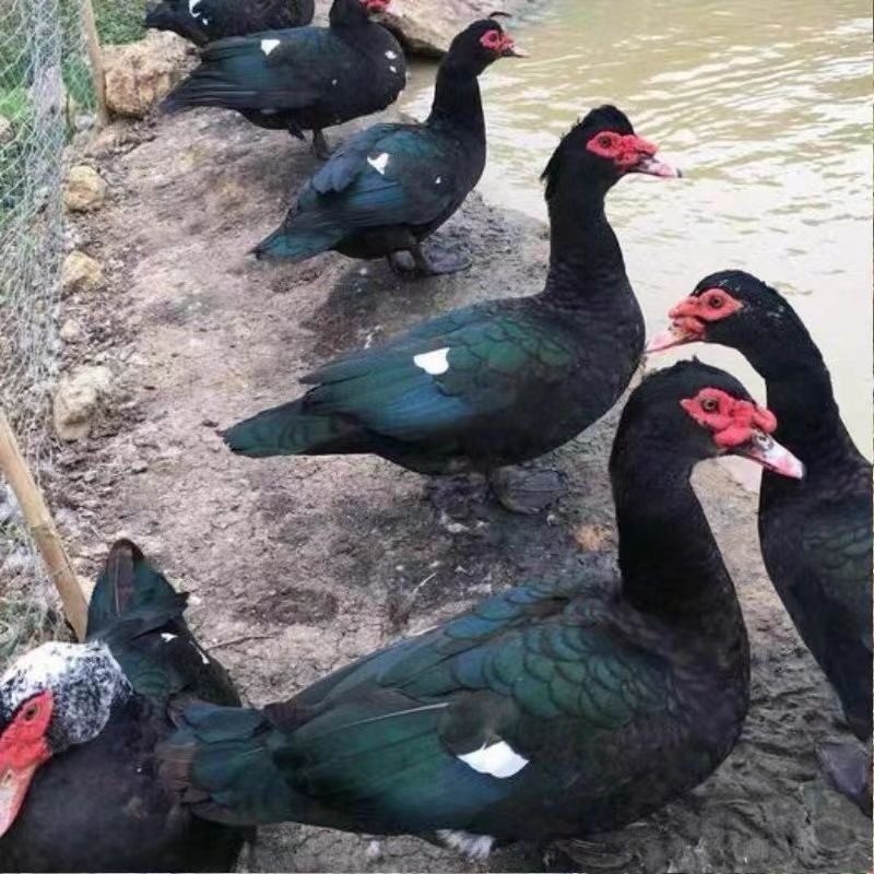 大种黑番鸭99元35只带框发货JF