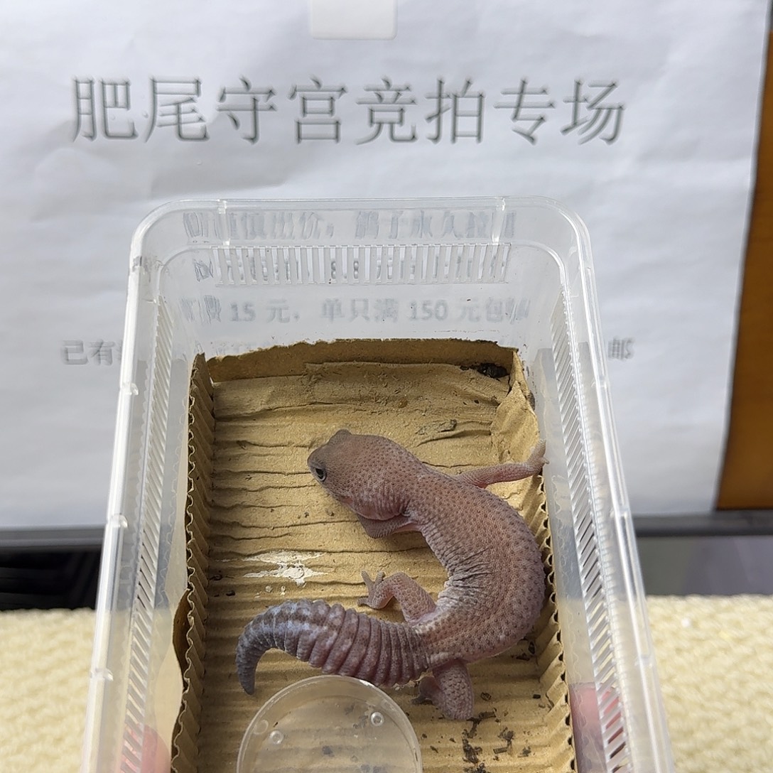 肥尾守宫奥利奥无纹 妹妹