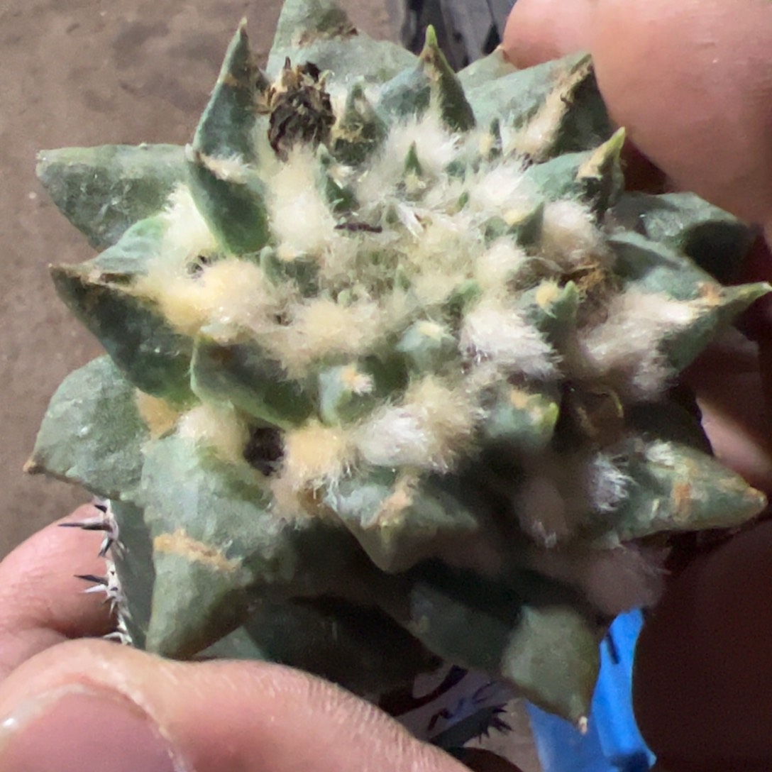 龙芽牡丹仙人球104