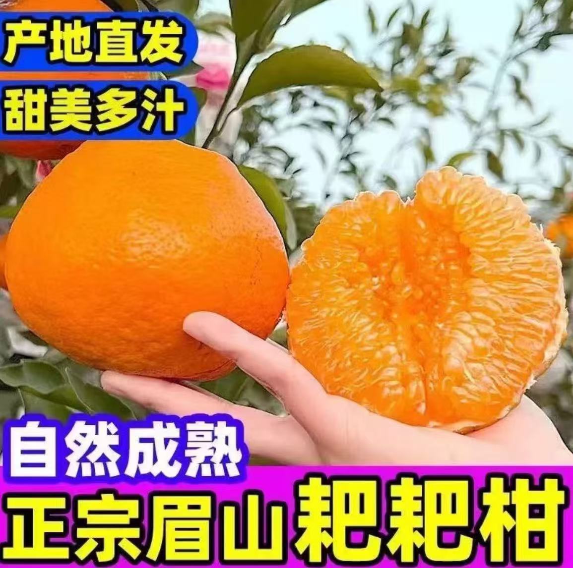 【坏果包赔】四川正宗春见耙耙柑丑耙耙柑甜橘子当即新鲜水果