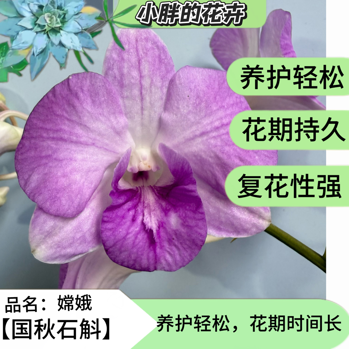 【小胖】精品石斛兰1096《嫦娥》石斛兰盆栽栽培花卉基地直发兰花