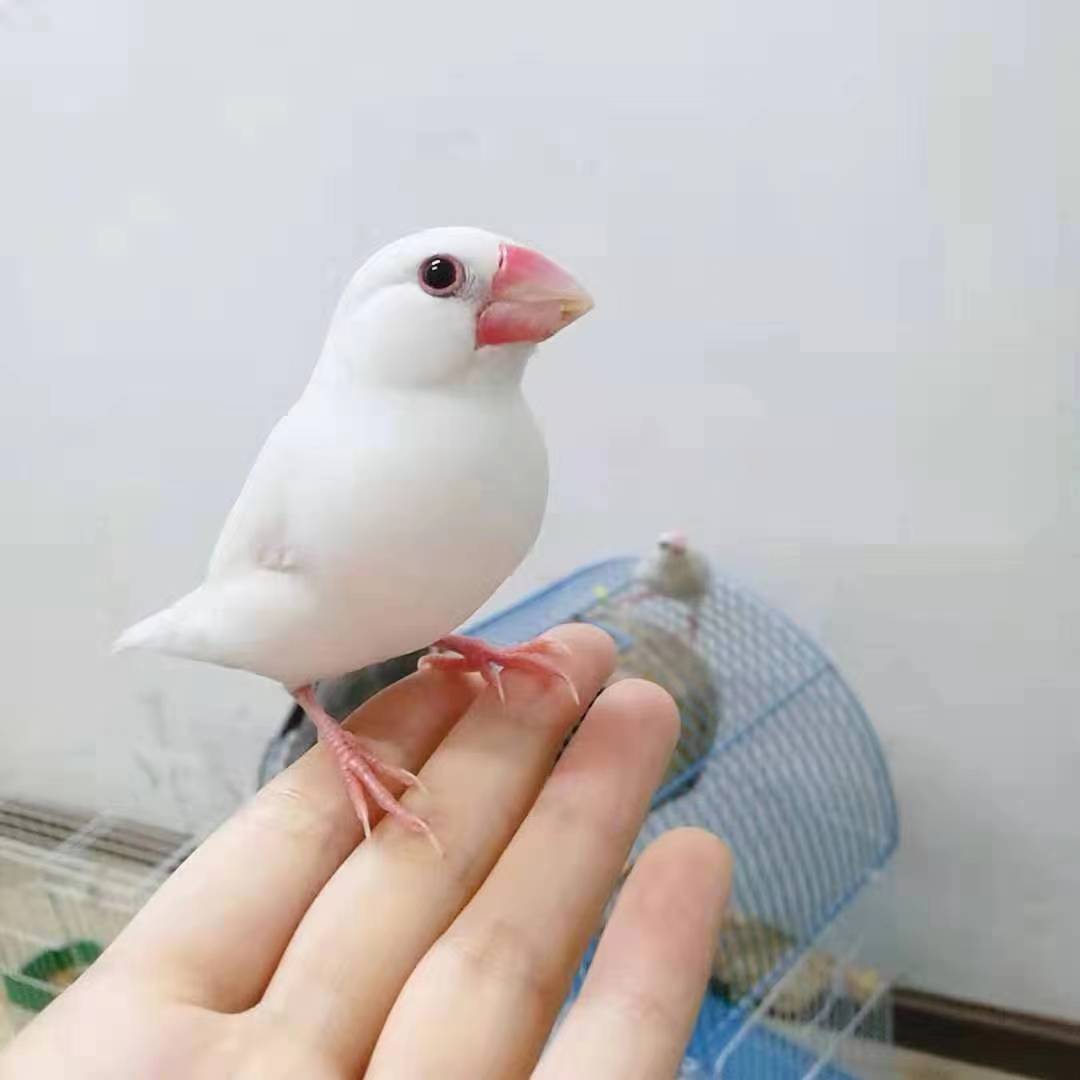 笼养文鸟白文灰文银文