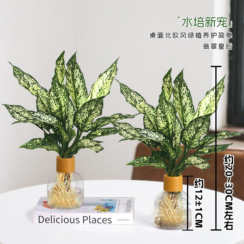 【水培翡翠皇后】室内桌面香薰盆好易养观叶绿植物美化（20-30cm）