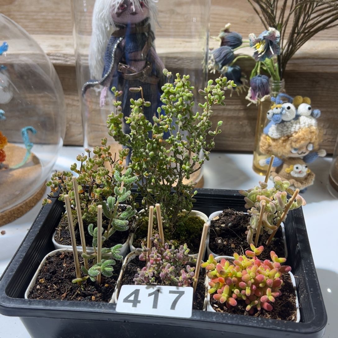 枝干番杏多肉植物417