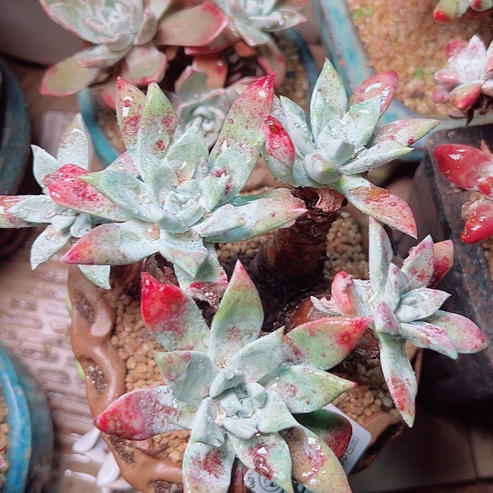 8662瑕疵苹果叶杂交仙女杯多肉