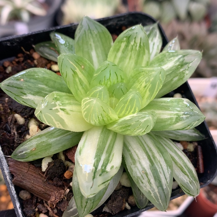 花火玉露锦，带盆发货