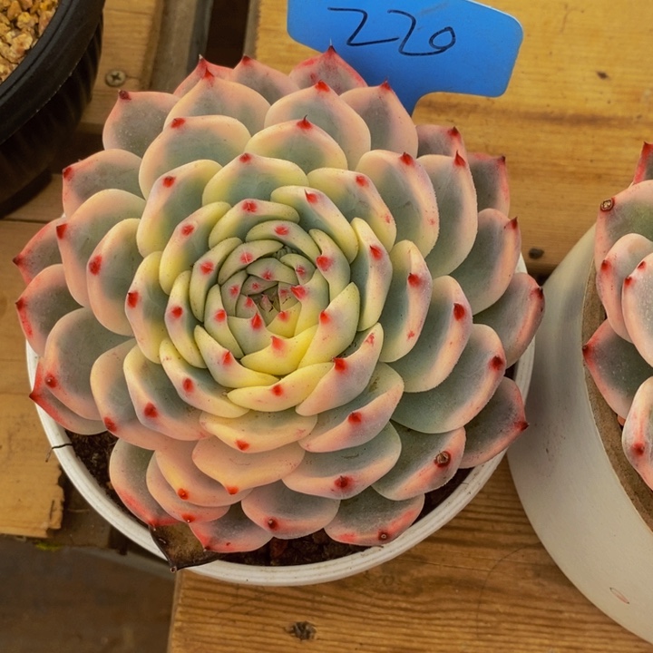 这么多事要等下星期我