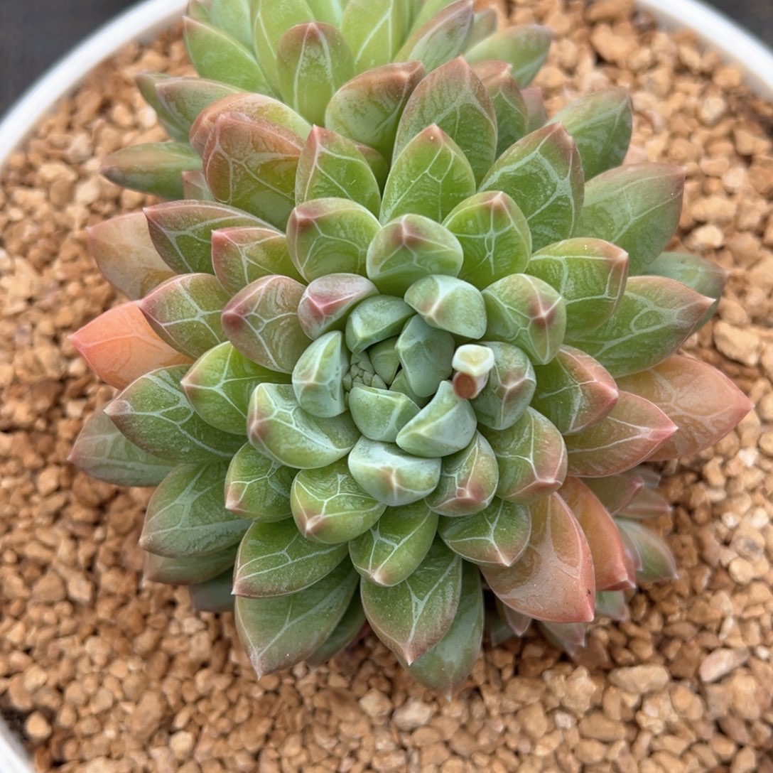 艾德理克多肉植物