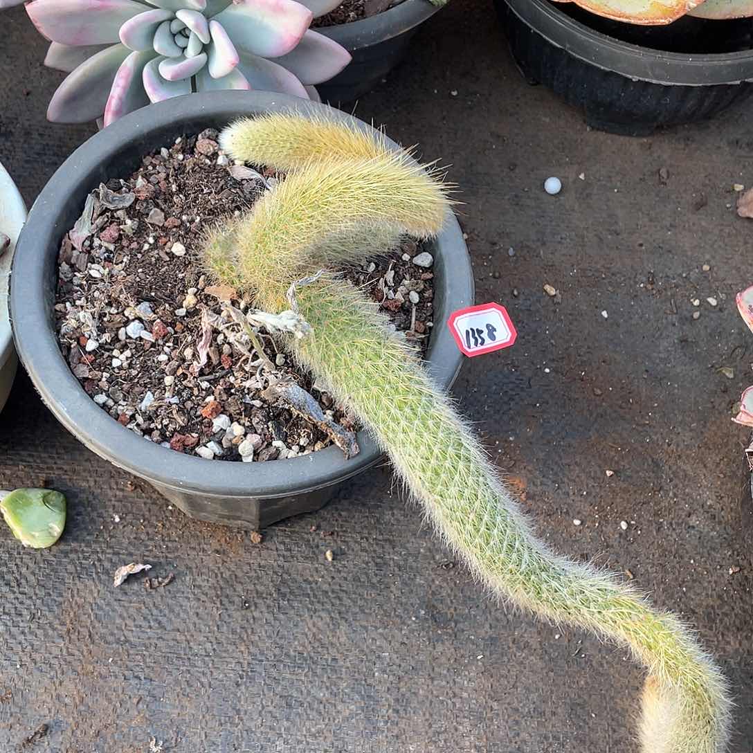 1358九尾狐一物一拍多肉