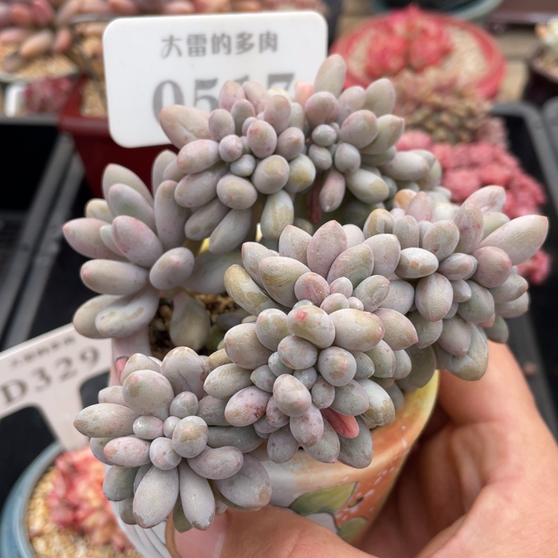 0517汤圆缀不带盆11厘米