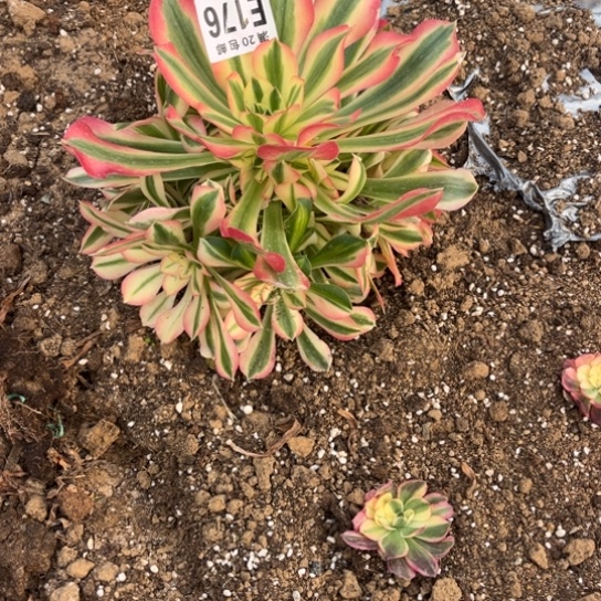 176女巫法师不包断枝