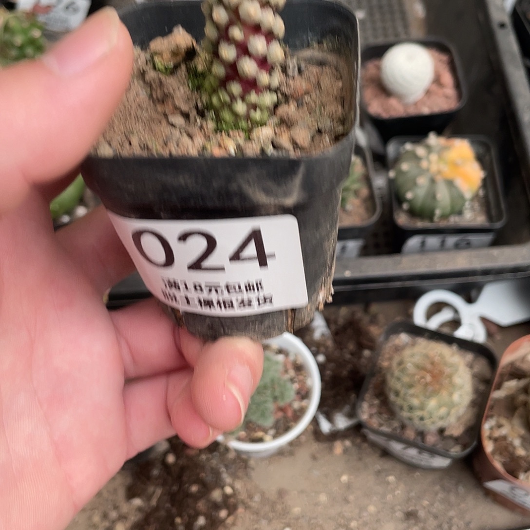 24黛丝Y（满18包邮）