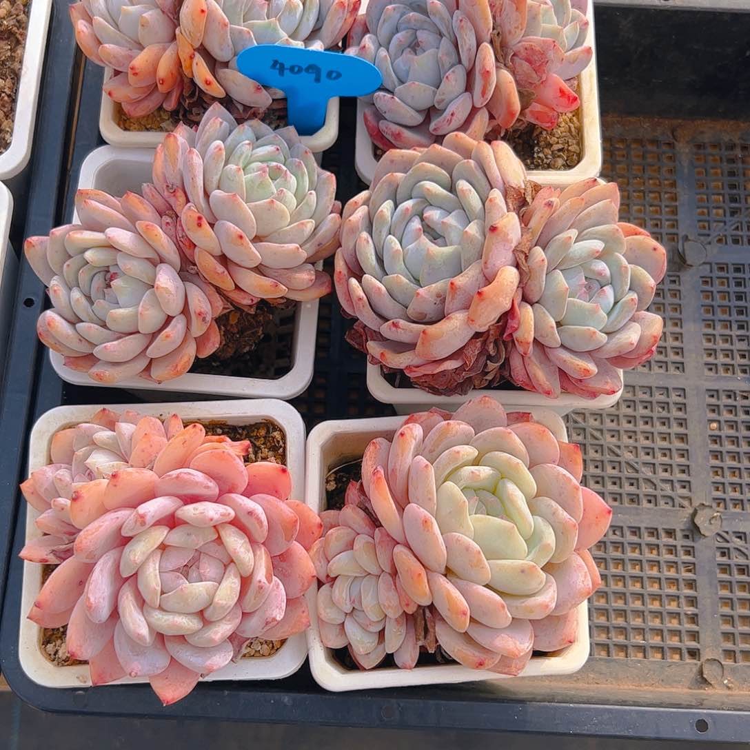 颜*玉双头橙梦露4090号一物一拍