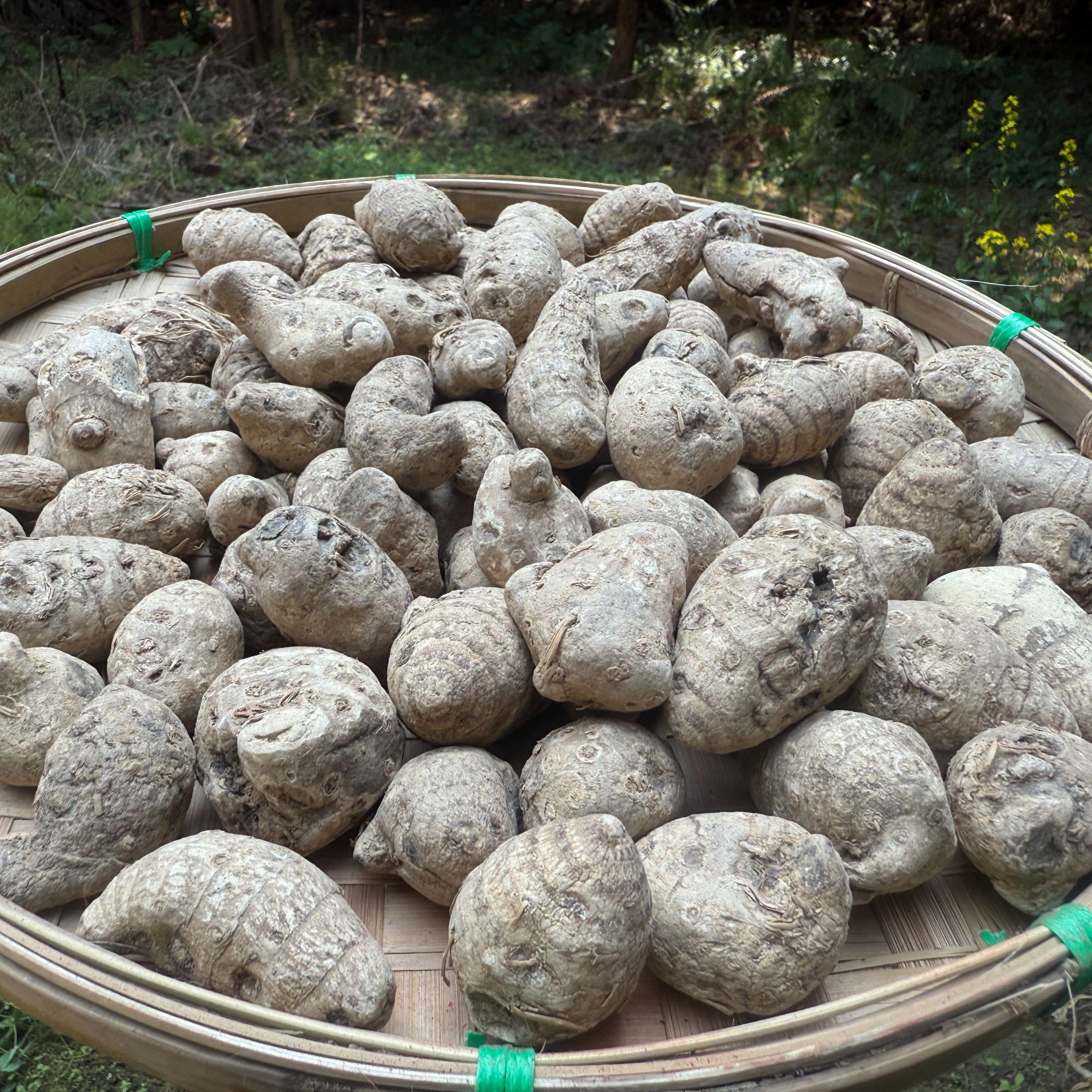 1【雪-三-七】净含量：250-1000g【小田现收】