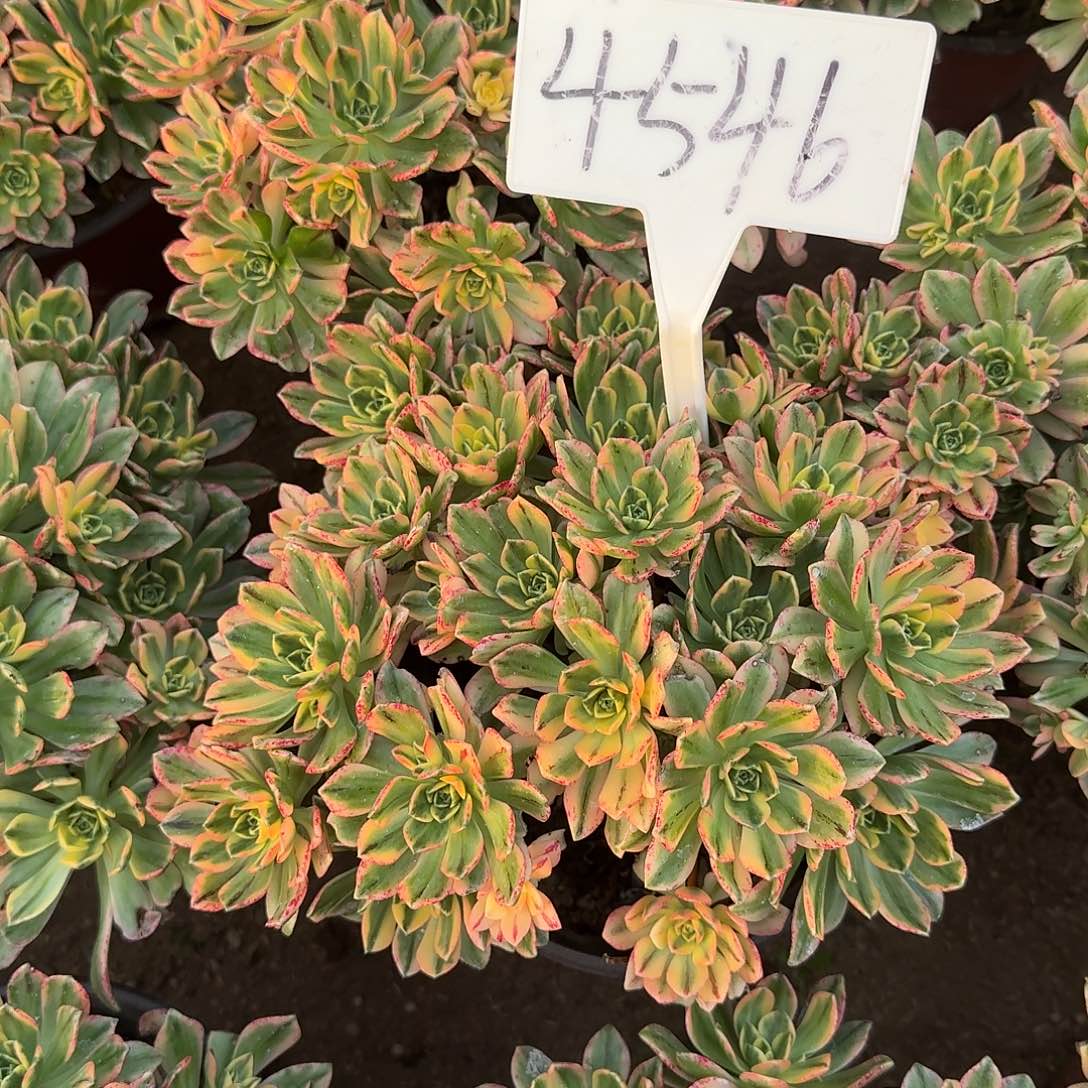 4546甜茶多肉法师多肉