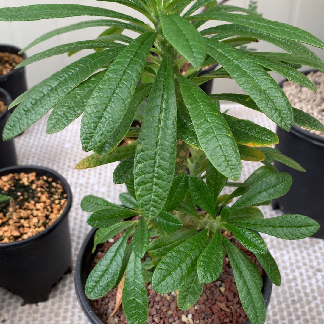 巨硫桑带盆带盆土