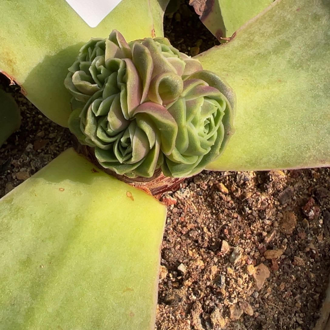 小****^HR520不知名福利母本