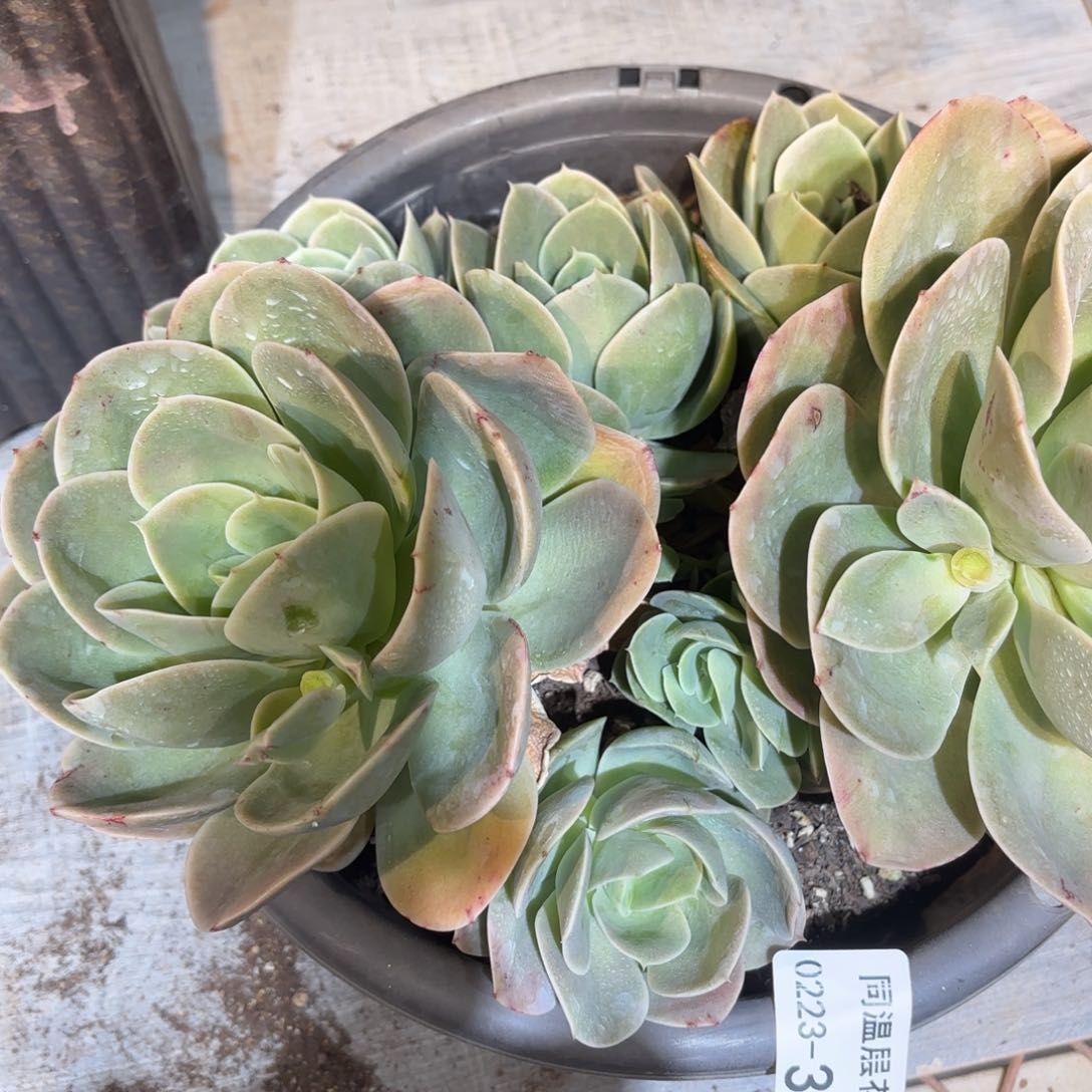 米*丫同温层多肉373新娜塔