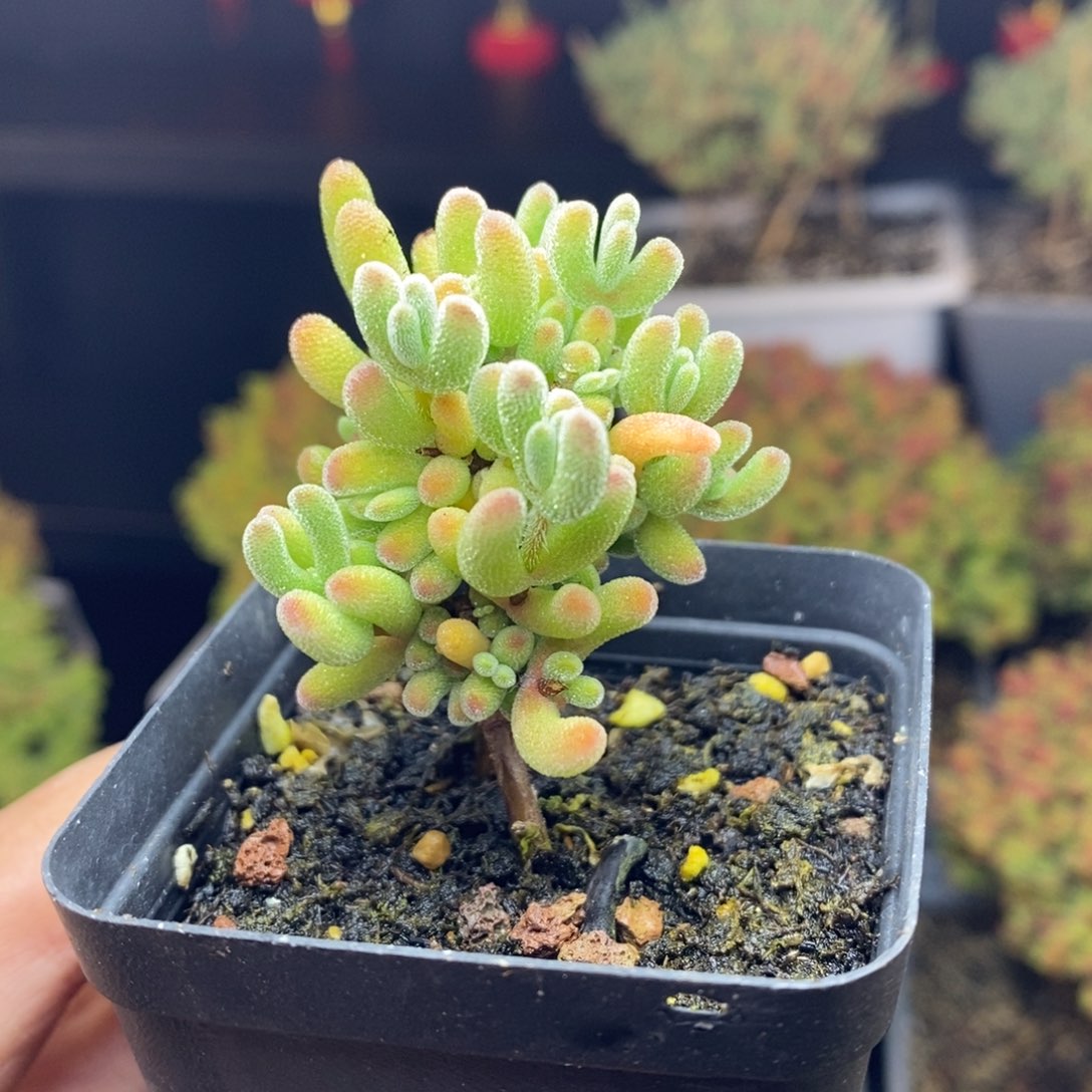 358号实生红叶枝干多肉