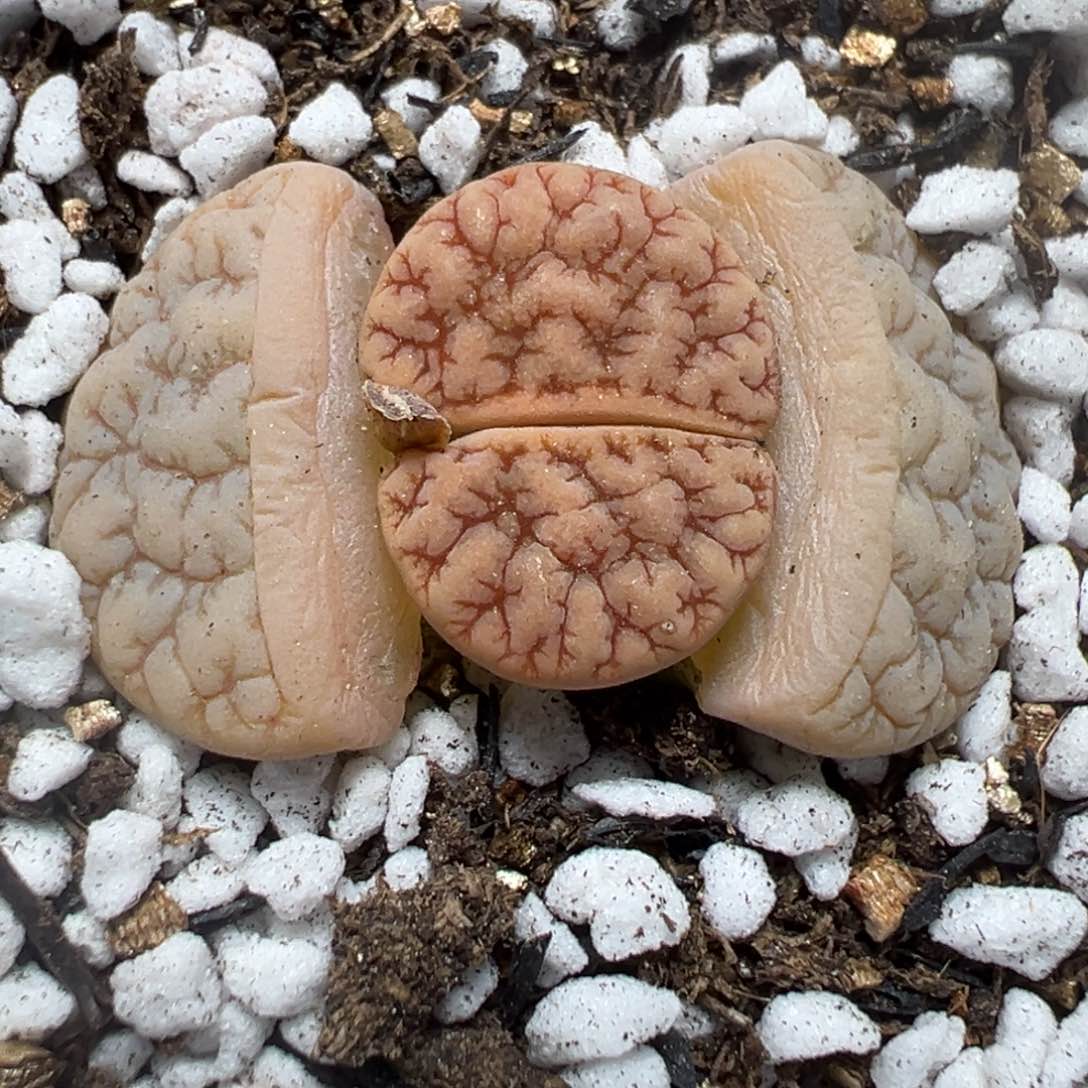 【闪购商品】183……